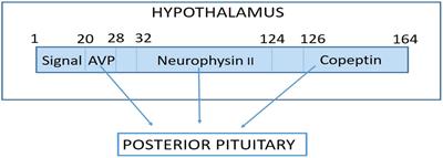 Copeptin analysis in endocrine disorders